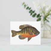 Carte Postale Bluegill Bream (Debout devant)