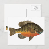 Carte Postale Bluegill Bream (Devant / Derrière)
