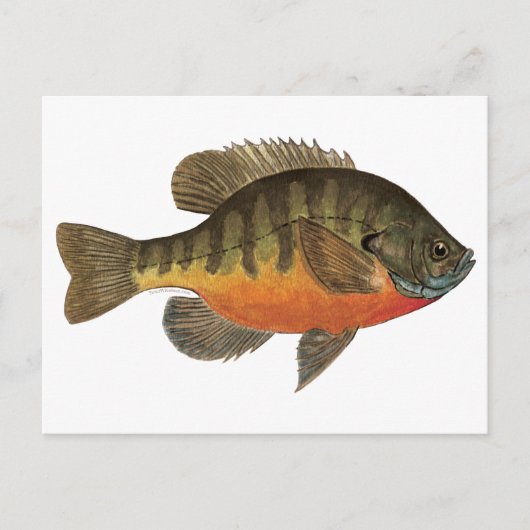 Carte Postale Bluegill Bream (Devant)