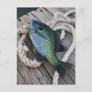 Carte Postale bluegill sur quai