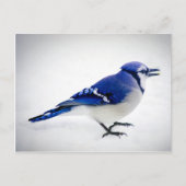 Carte Postale BlueJay (Devant)
