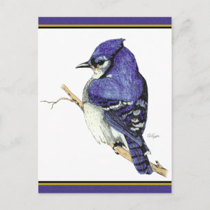 Carte postale Bluejay 2