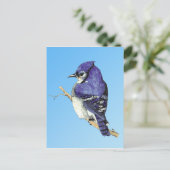 Carte postale Bluejay 3 (Debout devant)
