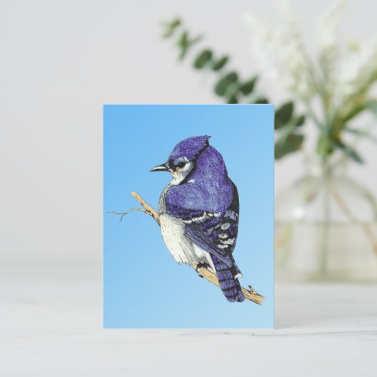Carte postale Bluejay 3 (Debout devant)