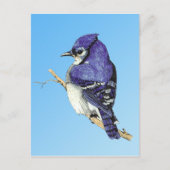 Carte postale Bluejay 3 (Devant)