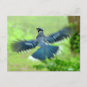 Carte postale Bluejay en vol