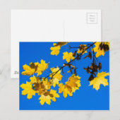 Carte Postale Blues d'automne (Devant / Derrière)