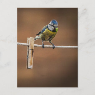 Carte Postale Bluetit sur une ligne de lavage