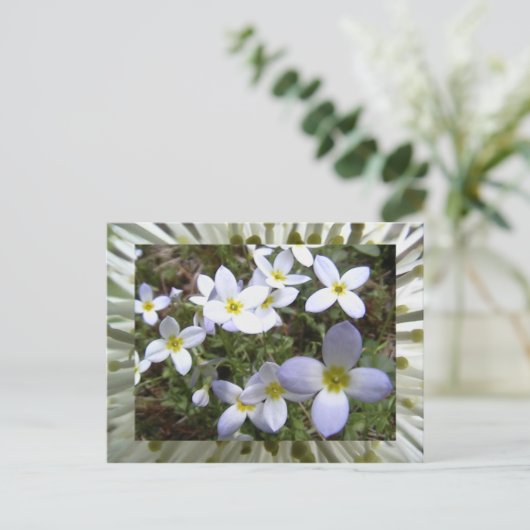 Carte Postale bluets (Debout devant)