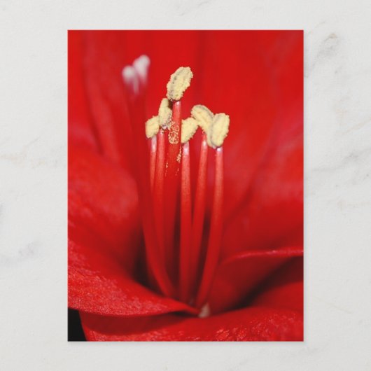 Carte Postale Blütenstaub (Devant)