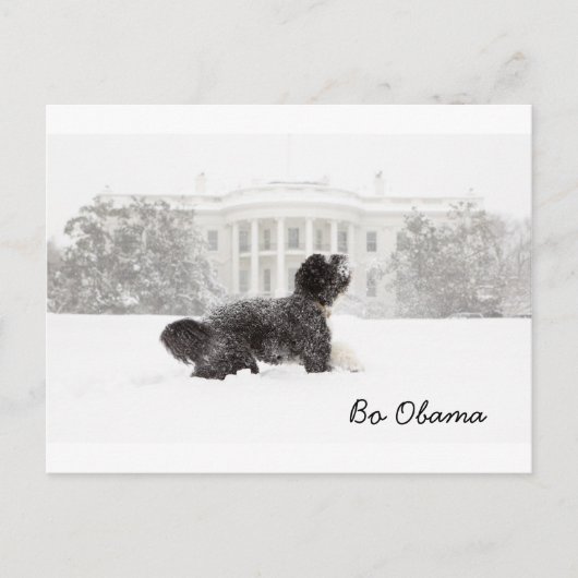 Carte Postale Bo Obama (Devant)