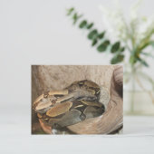 Carte Postale Boa Constrictor # 2 (Debout devant)