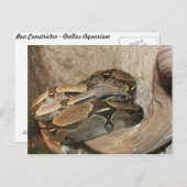 Carte Postale Boa Constrictor # 2 (Devant / Derrière)