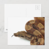 Carte Postale Boa Constrictor Coiled, Langue Flickr (Devant / Derrière)