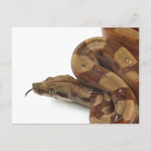 Carte Postale Boa Constrictor Coiled, Langue Flickr (Devant)