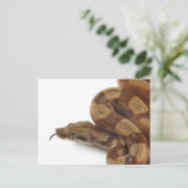Carte Postale Boa Constrictor Coiled, Langue Flickr (Debout devant)