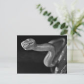 Carte Postale Boa d'arbre noir et blanc (Debout devant)