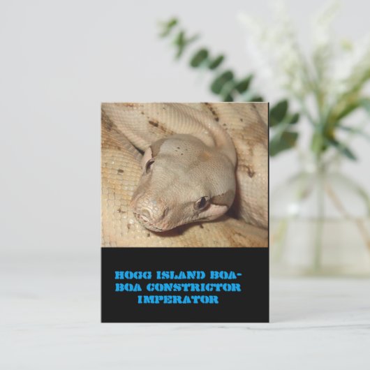 Carte Postale Boa de l'île de Hogg (Debout devant)