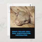 Carte Postale Boa de l'île de Hogg (Devant / Derrière)