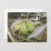 Carte Postale Boa Emerald Tree n° 1 (Devant / Derrière)
