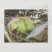 Carte Postale Boa Emerald Tree n° 1 (Devant)