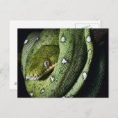 Carte Postale Boa émeraude de serpent vert en Bolivie (Devant / Derrière)