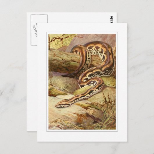 Carte Postale Boa malgache (Devant / Derrière)