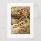 Carte Postale Boa malgache (Devant)