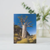 Carte Postale boab, kimberley (Debout devant)