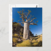 Carte Postale boab, kimberley (Devant / Derrière)