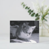 Carte Postale Bob dans la pensée - Chat noir et blanc (Debout devant)
