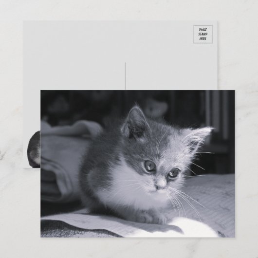 Carte Postale Bob dans la pensée - Chat noir et blanc (Devant / Derrière)