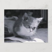 Carte Postale Bob dans la pensée - Chat noir et blanc (Devant)