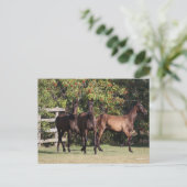 Carte Postale Bob Langrish | 3 Andalucian Youngsters Standing (Debout devant)