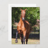 Carte Postale Bob Langrish | Akhal-Teké bai debout (Devant / Derrière)