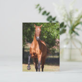 Carte Postale Bob Langrish | Akhal-Teké bai debout (Debout devant)