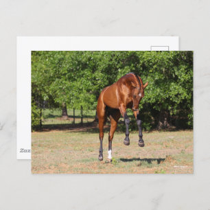 Carte Postale Bob Langrish   Akhal Teke Stallion Leaping