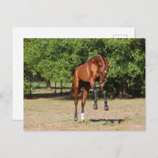 Carte Postale Bob Langrish | Akhal Teke Stallion Leaping (Devant / Derrière)