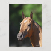 Carte Postale Bob Langrish | Akhal Teke Tête (Devant)