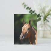 Carte Postale Bob Langrish | Akhal Teke Tête (Debout devant)