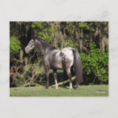 Carte Postale Bob Langrish | Appaloosa debout (Devant)