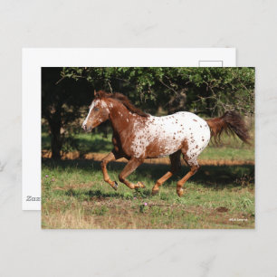 Carte Postale Bob Langrish   Appaloosa Horse Running