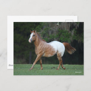 Carte Postale Bob Langrish   Appaloosa Horse Running