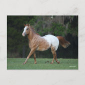 Carte Postale Bob Langrish | Appaloosa Horse Running (Devant)