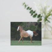 Carte Postale Bob Langrish | Appaloosa Horse Running (Debout devant)