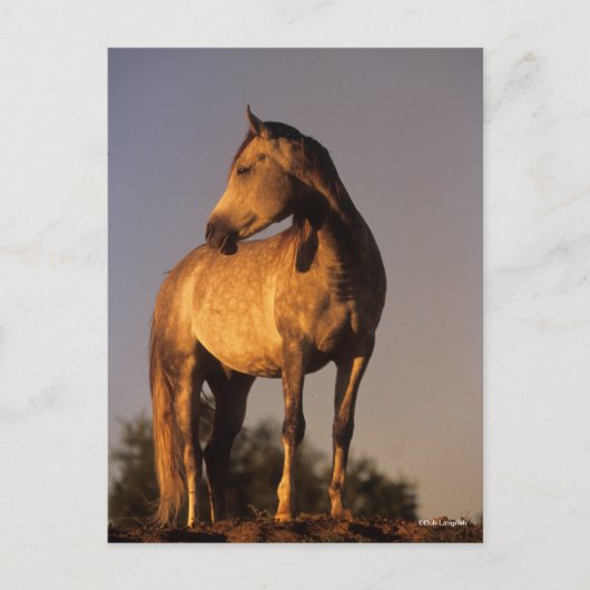 Carte Postale Bob Langrish | Arab Standing On Hill At Sunset (Devant)
