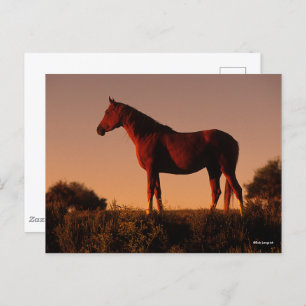 Carte Postale Bob Langrish   Arabe debout Au Coucher Du Soleil