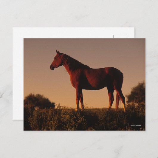 Carte Postale Bob Langrish | Arabe debout Au Coucher Du Soleil (Devant / Derrière)