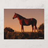 Carte Postale Bob Langrish | Arabe debout Au Coucher Du Soleil (Devant)