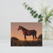 Carte Postale Bob Langrish | Arabe debout Au Coucher Du Soleil (Debout devant)